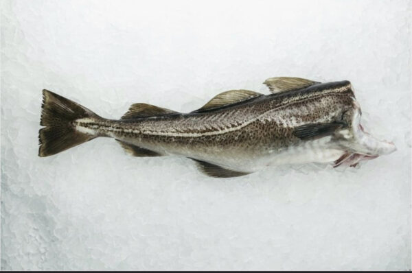 Atlantic Cod Headed & Gutted