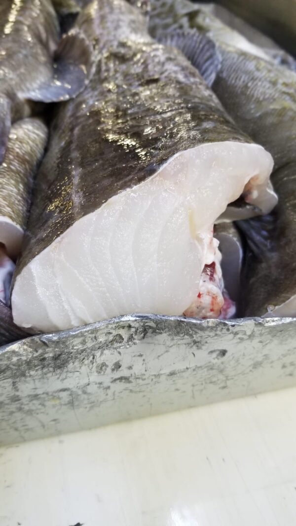 Atlantic Cod Headed & Gutted