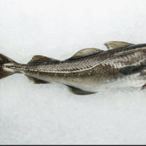 Atlantic Cod Headed & Gutted