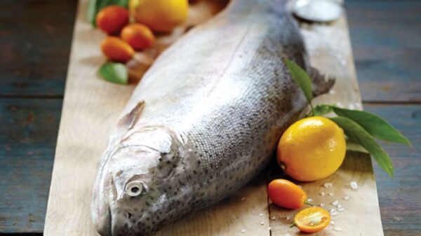 Atlantic salmon whole