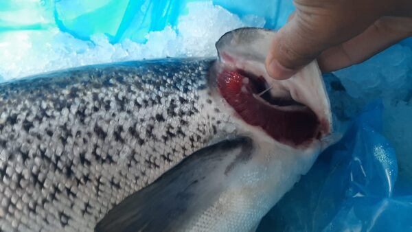 Atlantic salmon whole - Image 2