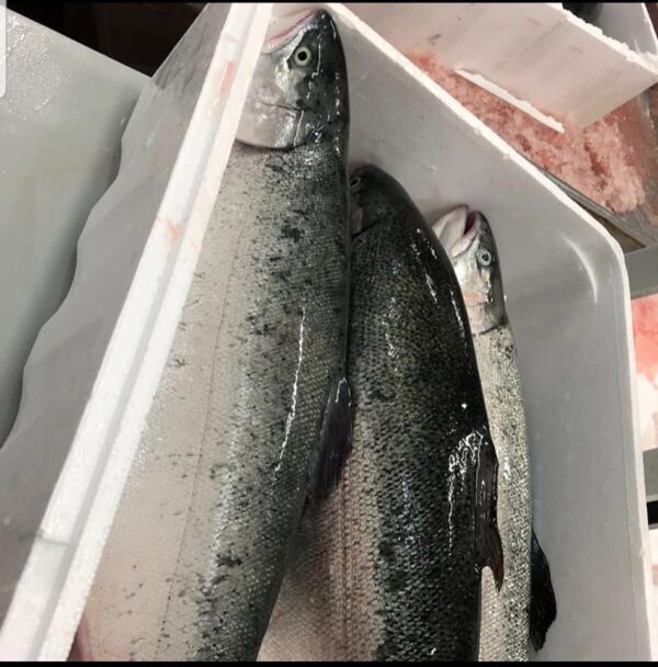 Atlantic salmon whole - Image 3