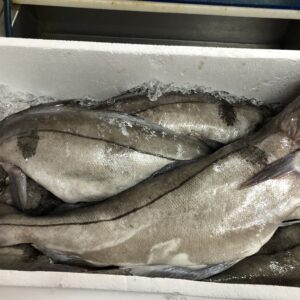 Haddock whole & Gutted