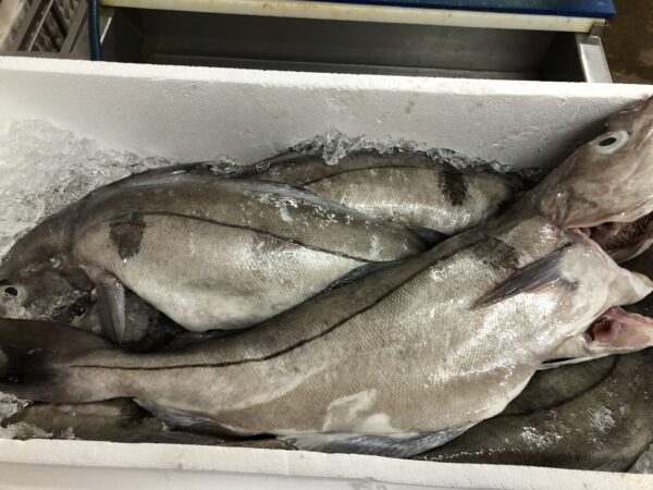 Haddock whole & Gutted