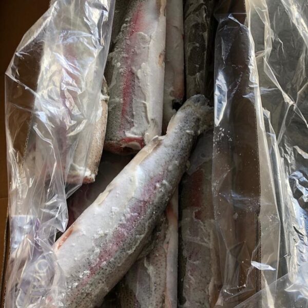 Frozen Trout HG – ORD - Image 3