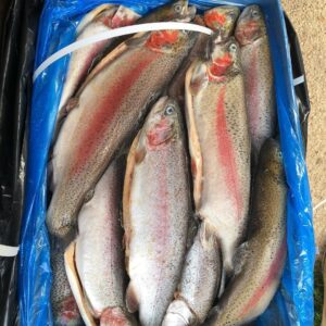 Frozen Trout HG – ORD