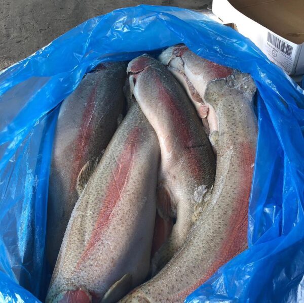 Frozen Trout HG – ORD - Image 2